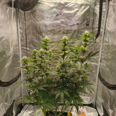 Gorilla Cookies   growlog timeline photo