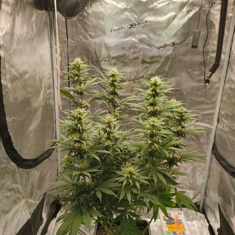 Gorilla Cookies   growlog timeline photo