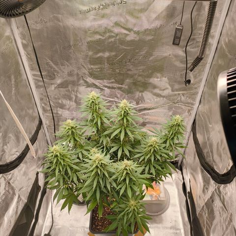 Gorilla Cookies   growlog timeline photo