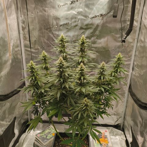 Gorilla Cookies   growlog timeline photo
