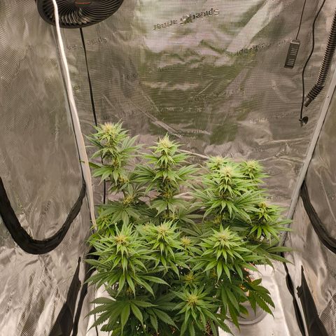 Gorilla Cookies   growlog timeline photo