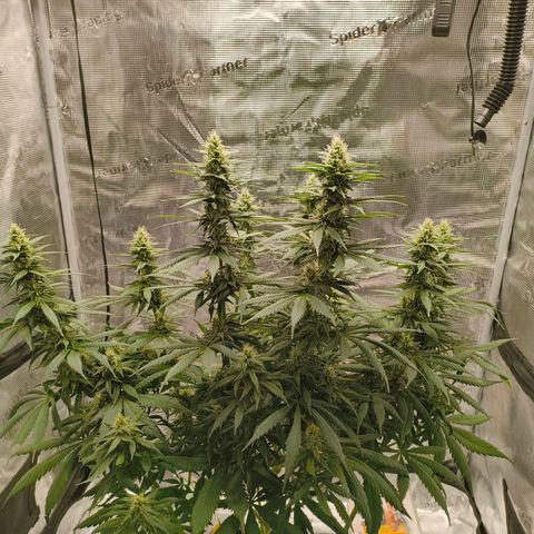 Gorilla Cookies   growlog timeline photo