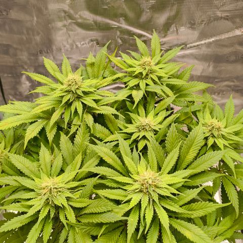 ? growlog timeline photo