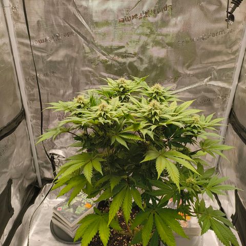 ? growlog timeline photo