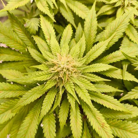 ? growlog timeline photo