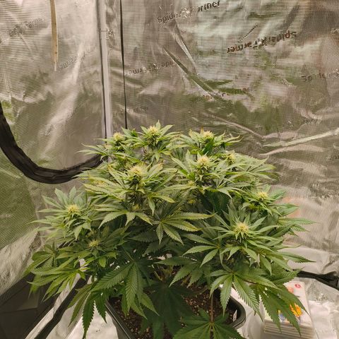Future #1 #1 growlog timeline photo
