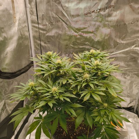 Future #1 #1 growlog timeline photo