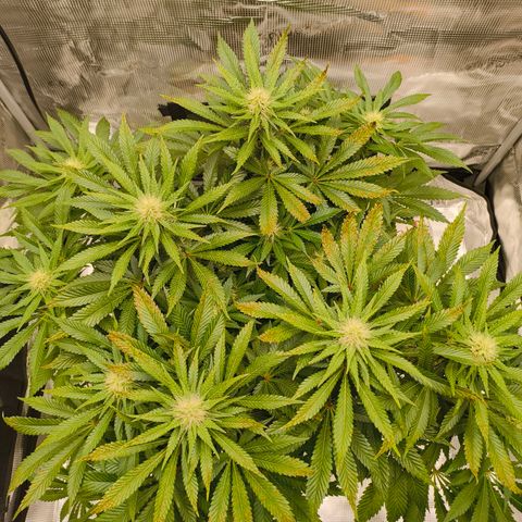 Future #1 #1 growlog timeline photo