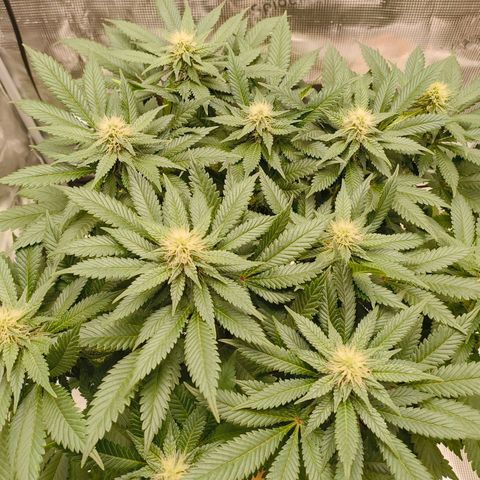 Future #1 #2 growlog timeline photo
