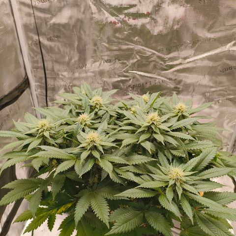Future #1 #2 growlog timeline photo
