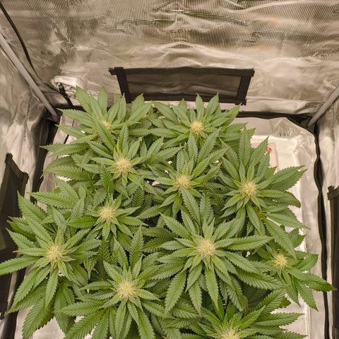 Future #1 #2 growlog timeline photo
