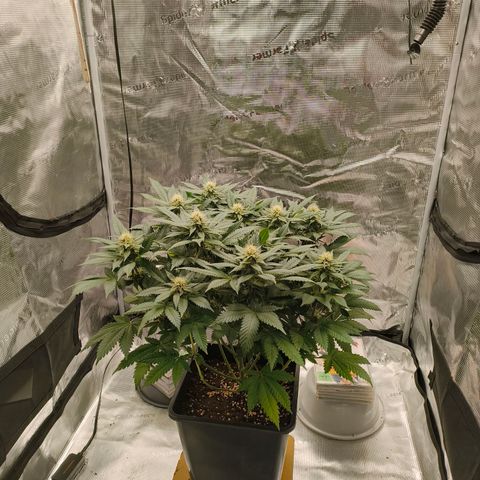 Future #1 #2 growlog timeline photo