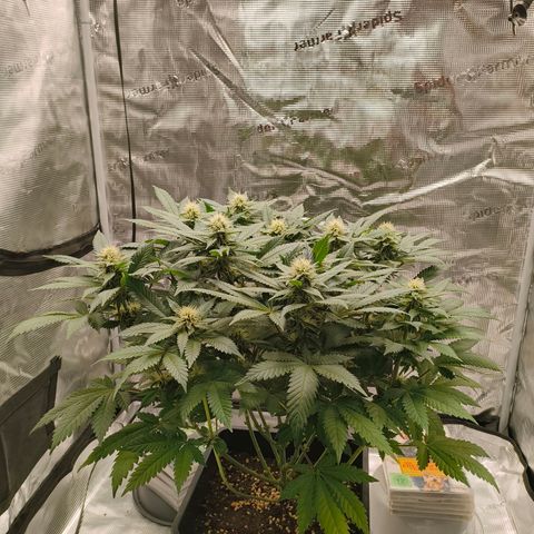 Future #1 #2 growlog timeline photo