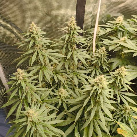 Gorilla Cookies   growlog timeline photo