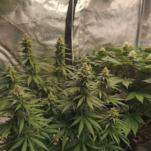 Gorilla Cookies   growlog timeline photo