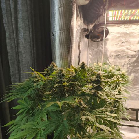 ? growlog timeline photo