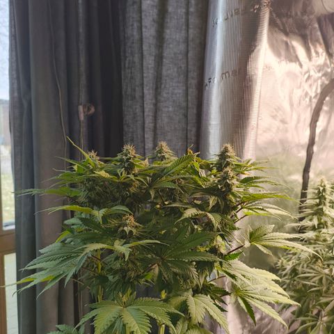 ? growlog timeline photo