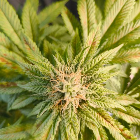 ? growlog timeline photo