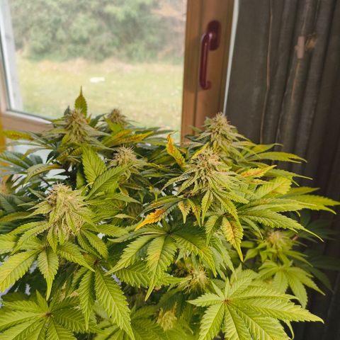 ? growlog timeline photo