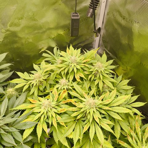 ? growlog timeline photo