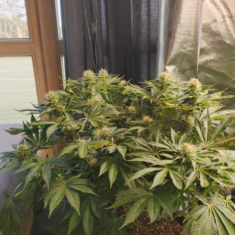 Future #1 #1 growlog timeline photo