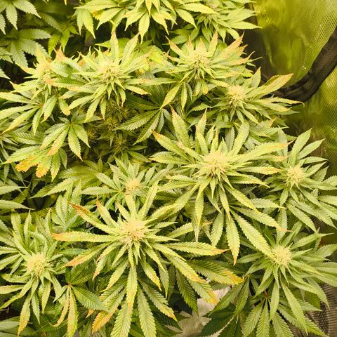 Future #1 #1 growlog timeline photo