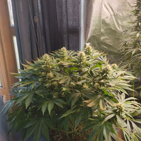 Future #1 #1 growlog timeline photo