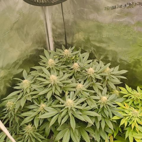 Future #1 #2 growlog timeline photo