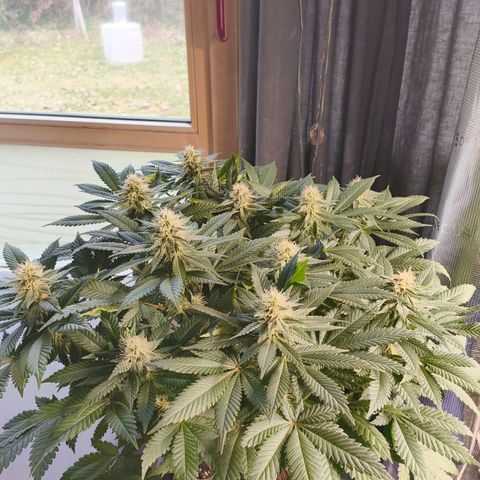 Future #1 #2 growlog timeline photo
