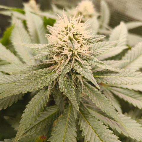 Future #1 #2 growlog timeline photo