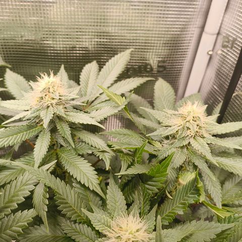Future #1 #2 growlog timeline photo