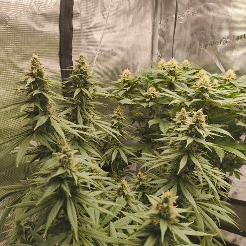 Gorilla Cookies   growlog timeline photo