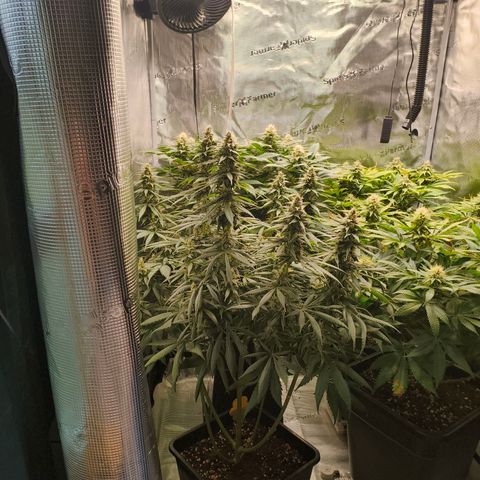 Gorilla Cookies   growlog timeline photo