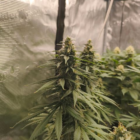 Gorilla Cookies   growlog timeline photo