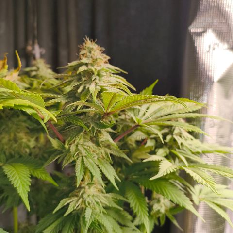 ? growlog timeline photo