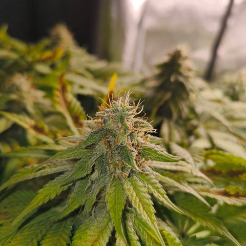 ? growlog timeline photo