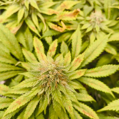 ? growlog timeline photo