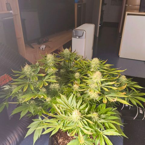 Future #1 #1 growlog timeline photo