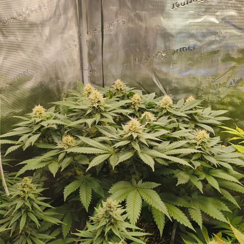 Future #1 #2 growlog timeline photo