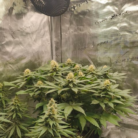 Future #1 #2 growlog timeline photo