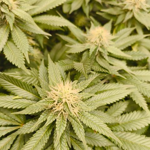 Future #1 #2 growlog timeline photo