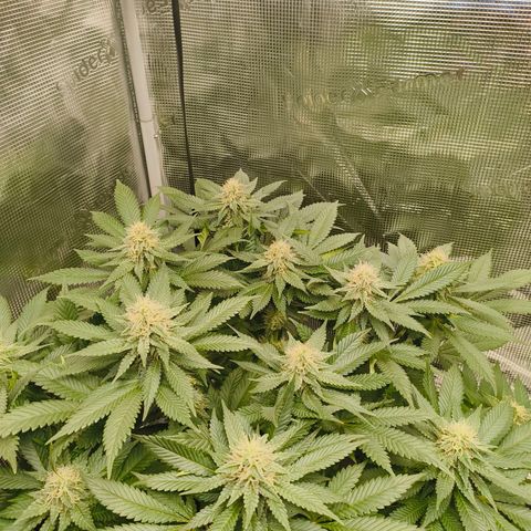 Future #1 #2 growlog timeline photo