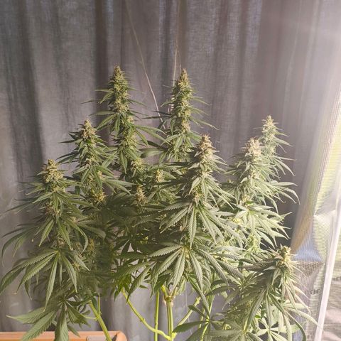Gorilla Cookies   growlog timeline photo