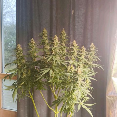 Gorilla Cookies   growlog timeline photo