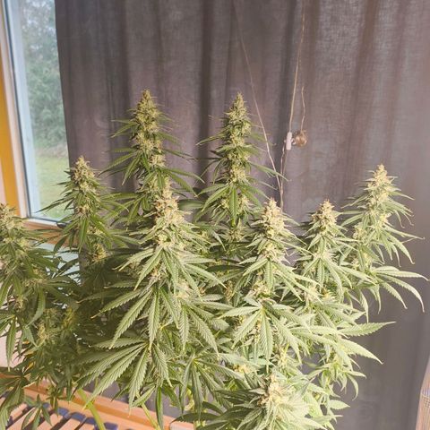 Gorilla Cookies   growlog timeline photo