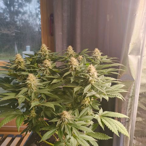 Future #1 #2 growlog timeline photo