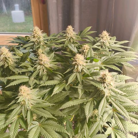 Future #1 #2 growlog timeline photo