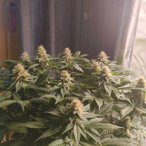 Future #1 #2 growlog timeline photo