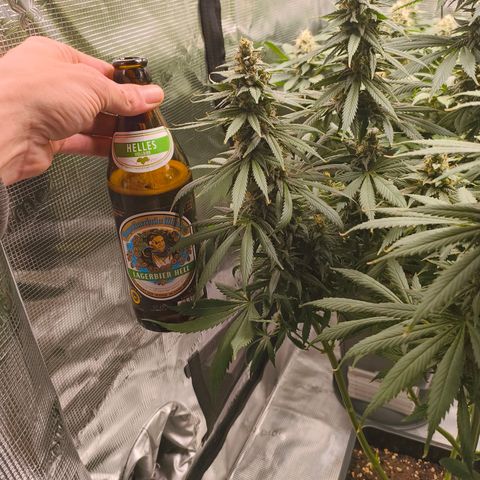 Gorilla Cookies   growlog timeline photo