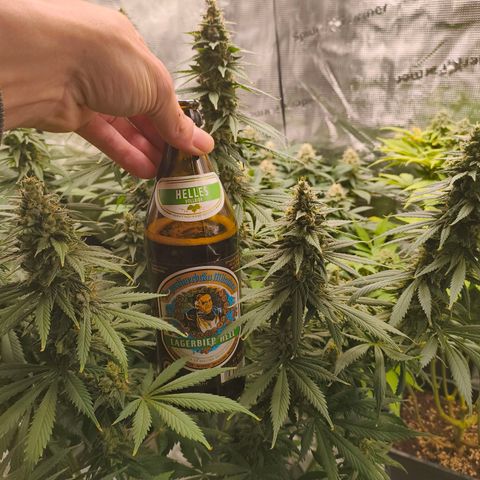 Gorilla Cookies   growlog timeline photo